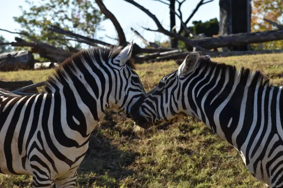 Casino Hot Line Podrška